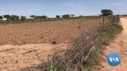 Agricultura na Huíla ameaçada pela falta de chuva