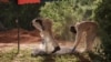 Shakahola kuwa kumbukumbu ya Taifa Kenya 