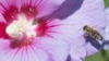 A honeybee lands on the blossom of a hibiscus to collect pollen in Ludwigsburg, southwestern Germany, on Aug. 7, 2017.