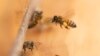 FILE - A bee arrives at a hive on the roof of the Warren Rudman U.S. Court House, May 5, 2023, in Concord, N.H. 