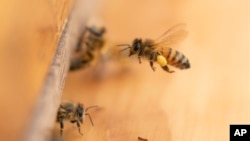 FILE - A bee arrives at a hive on the roof of the Warren Rudman U.S. Court House, May 5, 2023, in Concord, N.H. 