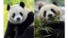 In this combo image, two-year-old male giant panda Bao Li in his habitat at Shenshuping Base in Wolong, China, May 16, 2024, left, and two-year-old female giant panda Qing Bao in her habitat at Dujiangyan Base in Sichuan, China, May 17, 2024, right. 