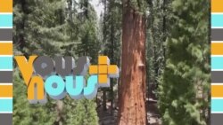 Vous et Nous : menace sur les séquoias de Californie