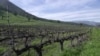 This general view shows vines at the Viña Montes vineyard in Millahue de Apalta, Santa Cruz, Chile, Aug. 8, 2023. Global wine production has fallen this year to its lowest level since 1961 as vineyards were pummeled by extreme weather events. 