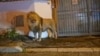 A footage of lion walking through dark streets of Ladispoli, Italy, after escaping from a local circus, Nov. 11, 2023, posted on @DisasterTrackHQ.