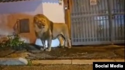 A footage of lion walking through dark streets of Ladispoli, Italy, after escaping from a local circus, Nov. 11, 2023, posted on @DisasterTrackHQ.