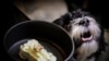 A dog named Pepe waits for a bone-shaped dessert served at the Fiuto restaurant in Rome on Nov. 21, 2023. 