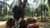 A worker loads fresh fruit bunches of oil palm tree into a wheelbarrow during harvest at a palm oil plantation in Kuala Selangor, Selangor, Malaysia, April 26, 2022.