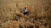 India Allows Small Amount of Wheat to Move Out After Ban, Big Stocks Still Stuck 