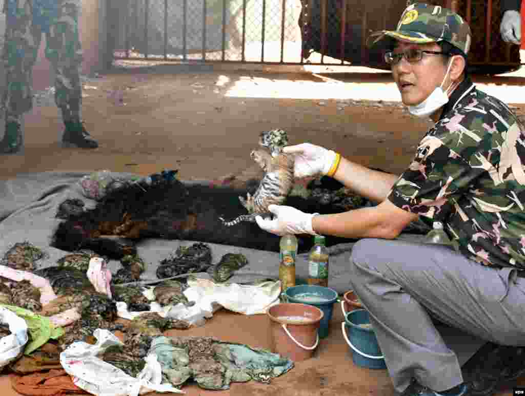 មន្រ្តី​សត្វព្រៃ​ថៃ​បង្ហាញ​សាកសព​កូនខ្លា​ ដែល​ត្រូវ​បាន​រក​ឃើញ​នៅ​អំឡុងពេល​ចុះ​ឆែកឆេរ​មួយ​នៅ​ឯ​អារាម​ខ្លា​​ក្នុង​ខេត្ត Kanchanaburi ប្រទេស​ថៃ។