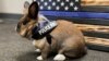 Yuba City Police Department adopts a rabbit