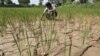 FILE - A farmer removes dried plants from his parched paddy field on the outskirts of Ahmedabad, India, Sept. 8, 2015. India pins its hopes on a plentiful monsoon to ease severe water shortages and farm crisis.