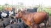 Escassez de chuva coloca problemas a agricultura no Namibe