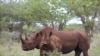 Fin en Afrique du Sud des enchères controversées de cornes de rhinocéros