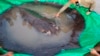 In this photo provided by Wonders of the Mekong taken on June 14, 2022, a man touches a giant freshwater stingray before being released back into the Mekong River in Stung Treng, Cambodia. (Chhut Chheana/Wonders of the Mekong via AP)