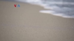 Clean This Beach Up-Bersihkan Pantai Miami
