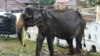 This photo taken on August 13, 2019 shows 70-year-old emaciated elephant Tikiri eating at the Temple of the Tooth in the central city of Kandy, where she was brought to attend an annual Buddhust pageant.