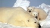 FILE - This undated file photo provided by the U.S. Fish and Wildlife Service shows a sow polar bear resting with her cubs on the pack ice in the Beaufort Sea in northern Alaska.