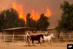 Flames from the Mountain Fire leap along a hillside as horses gallop in an enclosure at Swanhill Farms in Moorpark, California, Nov. 7, 2024.