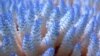 Corals are seen at the Great Barrier Reef in this January 2002 handout photo.
