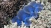 A clam is seen among the corals at the Great Barrier Reef in Great Keppel island, Australia, April 7, 2010.