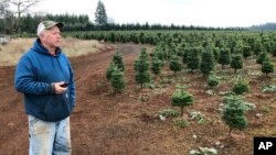 Jan Hupp, propietario de una finca de árboles navideños, dice que no podría seguir trabajando con la escasez de trabajadores agrícolas ocasionada por las políticas actuales de inmigración. Hupp podría beneficiarse con el aumento de visas a trabajadores temporales. Foto AP