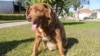 FILE - The dog, Bobi, that broke the record for oldest dog ever at 30 years-old, is pictured at Conqueiros, in Leiria, Portugal, Feb. 4, 2023. 