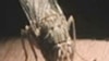 Sleeping sickness is transmitted by the tsetse fly