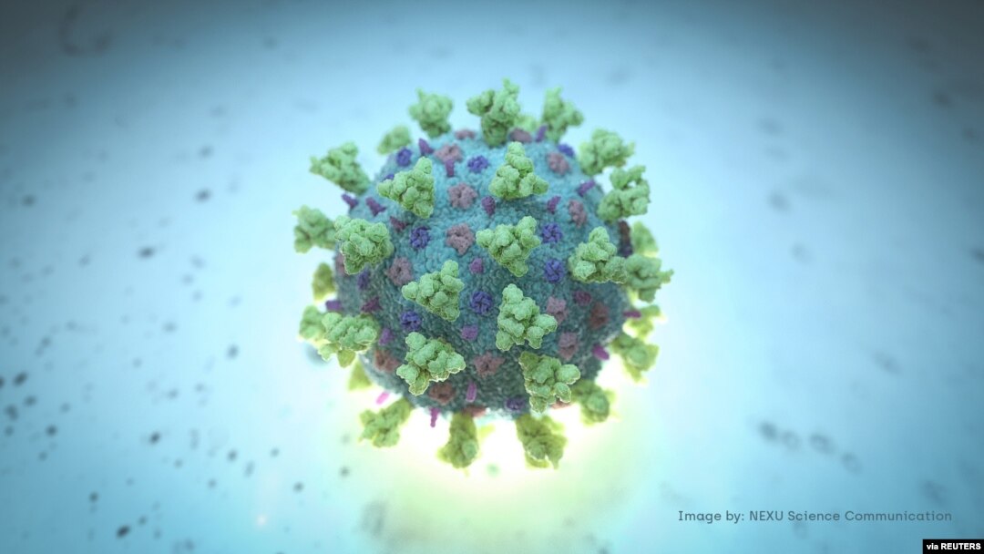Una imagen de computadora creada por Nexu Science Communication junto con el Trinity College en Dublín, muestra un modelo estructuralmente representativo de un betacoronavirus, que es el tipo de virus vinculado al COVID-19. [Vía Reuters]