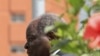 Kenya's President Mwai Kibaki (file)
