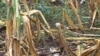 Africa Climate Change Adaptation Needs Major Donor Commitment