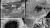 Trois morts dans des tirs de missiles israéliens contre des cibles iraniennes en Syrie