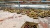 In this photo released by the Syrian official news agency SANA, landmines are collected by Syrian engineering troops from the M5 highway, recaptured by President Bashar Assad's forces this week, in Aleppo, Syria, Feb. 15, 2020.