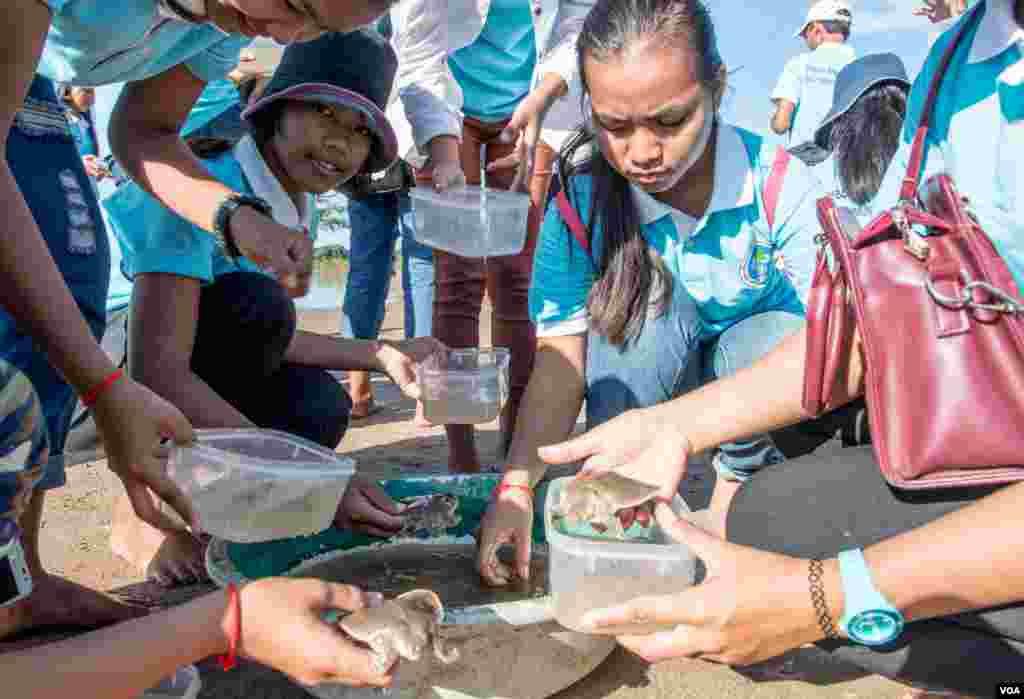 Students of the voluntary youth club of the Mekong Turtle Conservation Centre release baby soft-shell turtles back into the river on November 25, 2016. (Khan Sokummono/VOA)