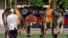 ពិធីច្រត់​នង្គ័ល​ព្យាករណ៍​ភោគផលល្អ​ចំពោះ​ដំណាំ​ពោត​និង​សណ្តែក