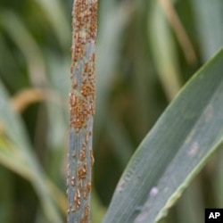 Stem rust