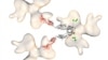 The image shows the part of HIV – shown in beige – that attaches to two receptors, CD4 and CCR5.
