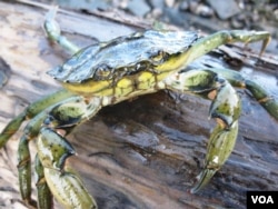 The invasive European green crab is tearing down ecosystems in Newfoundland and building them up on Cape Cod. (Brent Wilson/VOA)