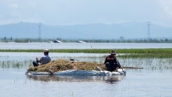 အထွက်နှုန်းကျသွားလို့ ဆန်စပါးသိုလှောင်မှု စစ်ကောင်စီကန့်သတ်