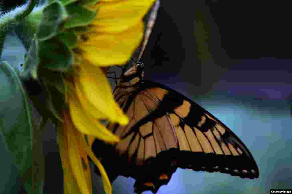 សត្វ​មេ​អំបៅ​ Monarch ក្រេប​លម្អង​ផ្កា​ឈូករ័ត្ន​ក្នុង​សួនច្បារ​មួយ​ក្នុង​ក្រុង Fairfax រដ្ឋ Virginia។&nbsp;