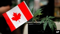 一株大麻和一面加拿大國旗。