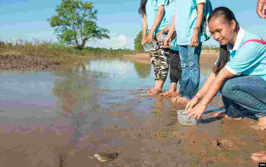 Students of the voluntary youth club of the Mekong Turtle Conservation Centre release baby soft-shell turtles back into the river on November 25, 2016. (Khan Sokummono/VOA)