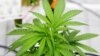 台灣活動人士要求大麻合法化 但政府抗拒