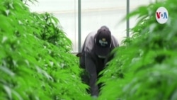 Empresa colombiana de Cannabis en la bolsa de NY
