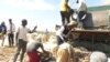 John Buhari-Waziri, coordonnateur général dirige les opérations de la start-up Thrive Agric (VOA/ Gilbert Tamba).