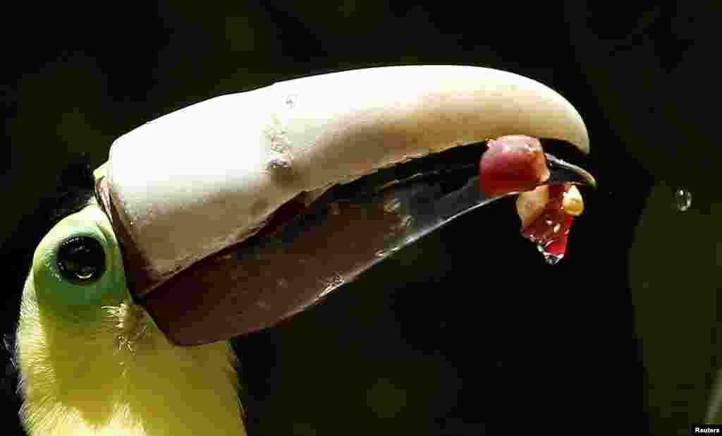 សត្វ​បក្សី Grecia the toucan ដែល​បាន​បាក់​ចំ​ពុះ​ខាង​លើ​របស់​វា​ពេល​រង​ការ​វាយប្រហារ​មួយ ស៊ី​ចំណី​ជាមួយ​នឹង​ចំពុះ​​ពុម្ព​ 3-D ថ្មី​ នៅ​ឯ​សួន​សត្វ Zoo Ave ក្នុង​ក្រុង Alajuela ប្រទេស​កូស្តារីកា កាល​ពី​ថ្ងៃ​ទី១០ ខែ​សីហា ឆ្នាំ​២០១៦។&nbsp;