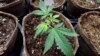 Mind-Altering Breast Milk? New Pot Study Poses That Question