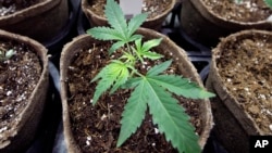 FILE - In this July 12, 2018 file photo, a newly-transplanted cannabis cuttings grow in pots at a medical marijuana cultivation facility in Massachusetts.