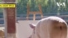 Un cochon montre ses talents de peintre