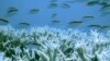 Corals and fish are seen at Australia's Great Barrier Reef (file photo).
